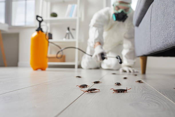 Affordable Termite Control solutions in Hoopa, CA
